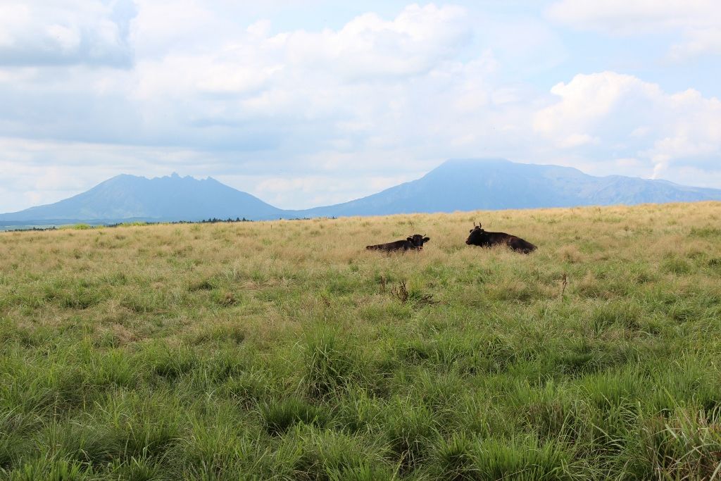 牛たちがのんびり過ごす草原から望む阿蘇五岳