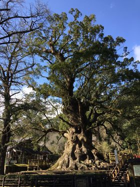 {̑NXƕƖUAÖƃJtFŊ ǎs̋LTlC