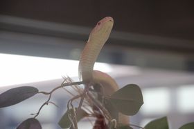 ёыł͂ȂI⍑s͔ւƊ⍑iE@˂̋LTlC