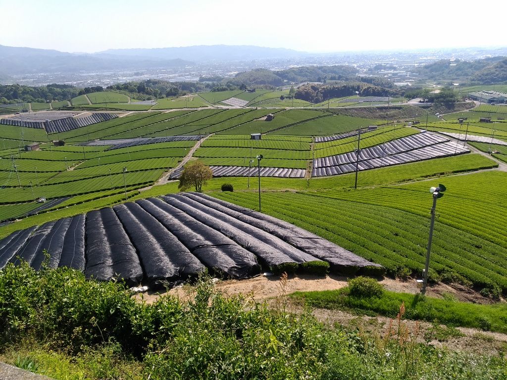 福岡県一の茶どころ八女市 中央大茶園 を観光し町家カフェで一息 福岡県 Lineトラベルjp 旅行ガイド