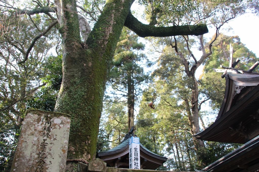 米3石8斗で生き残った強大なパワーを感じる生目神社の巨木