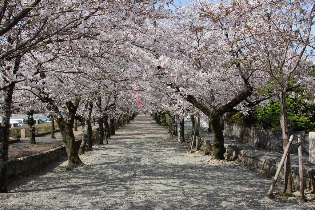菊池神社参道の桜のトンネルにワクワク！
