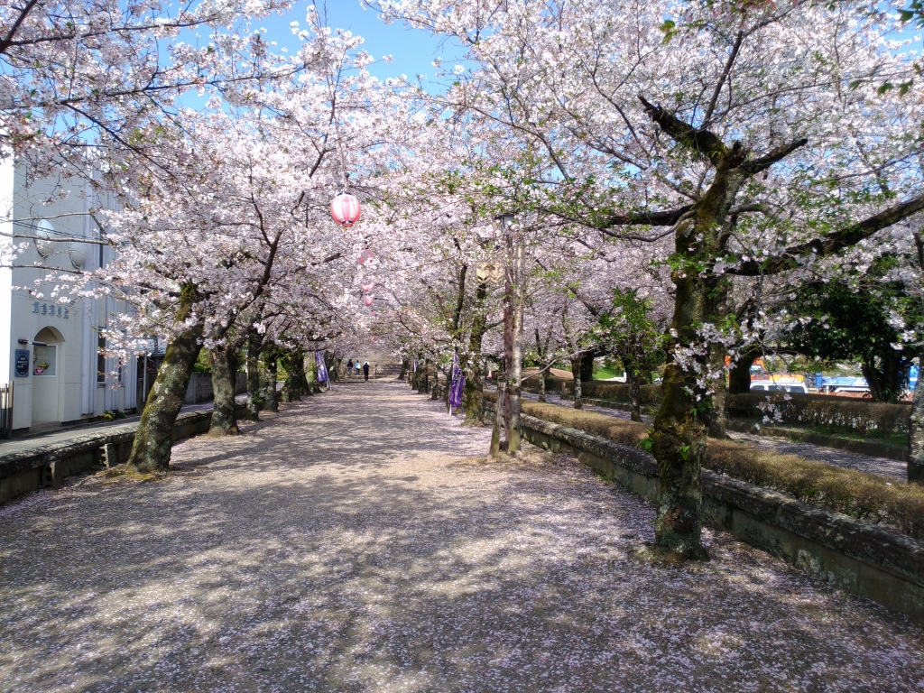 菊池神社参道の桜のトンネルにワクワク！