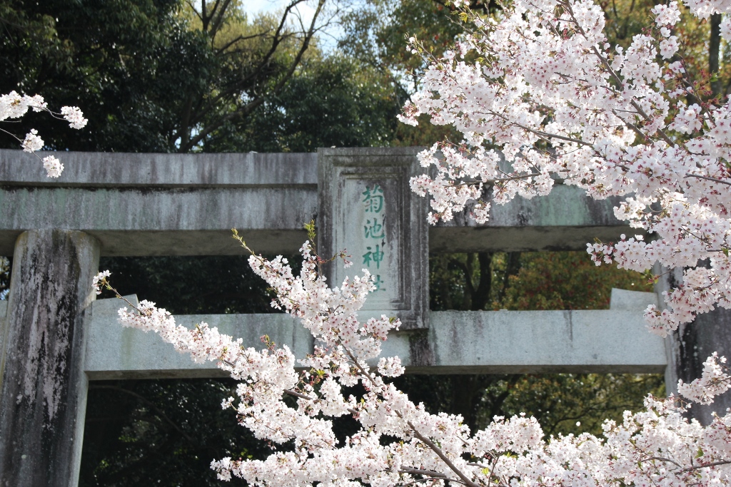 200メートルの桜トンネル参道に感動！熊本「菊池神社」