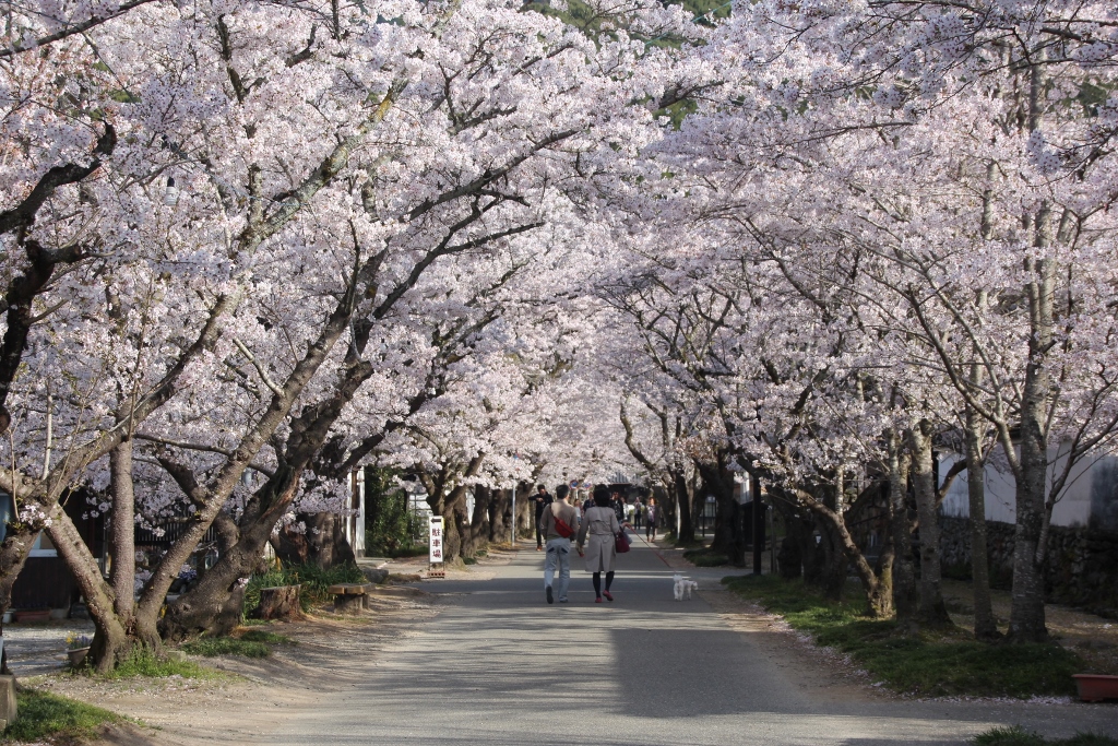 桜づくしの筑前の小京都 福岡朝倉市「秋月」の春