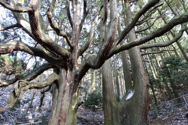 熊本「高森殿の杉」は阿蘇の恋愛パワースポット
