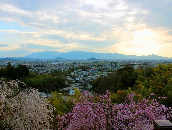 誰かに見せたい万葉の山と桜の絶景！奈良「大美和の杜展望台」