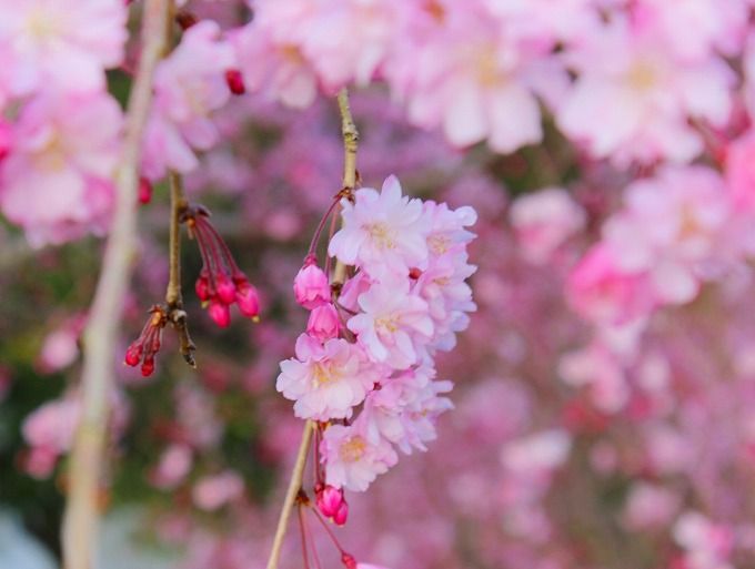 久延彦神社への近道は桜咲く丘の上