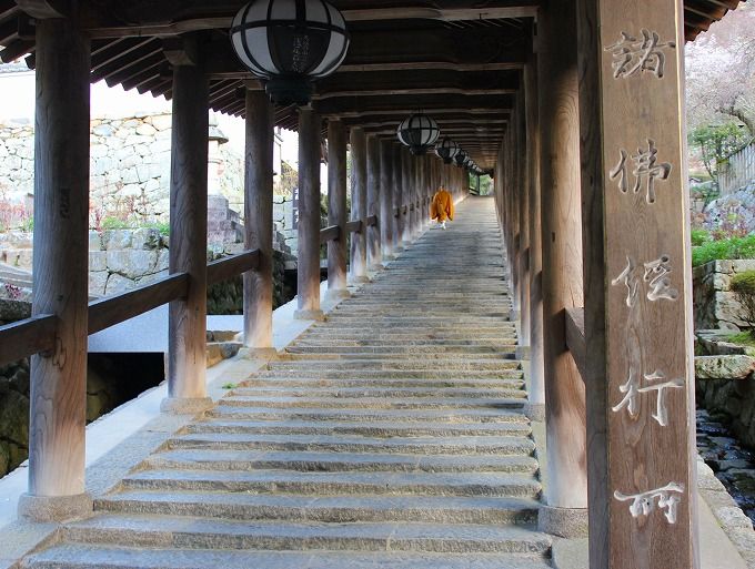 絶景 桜の季節に行きたい 祈りの回廊 奈良 長谷寺 朝の勤行 奈良県 トラベルjp 旅行ガイド