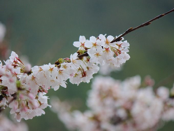桜と信仰の吉野山
