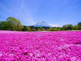 GWが見頃「富士芝桜まつり2019」は富士山とお花畑が絶景コラボ！