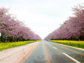 秋田でおすすめの桜スポット5選  日本全国の桜が咲く穴場スポットも！【2021】