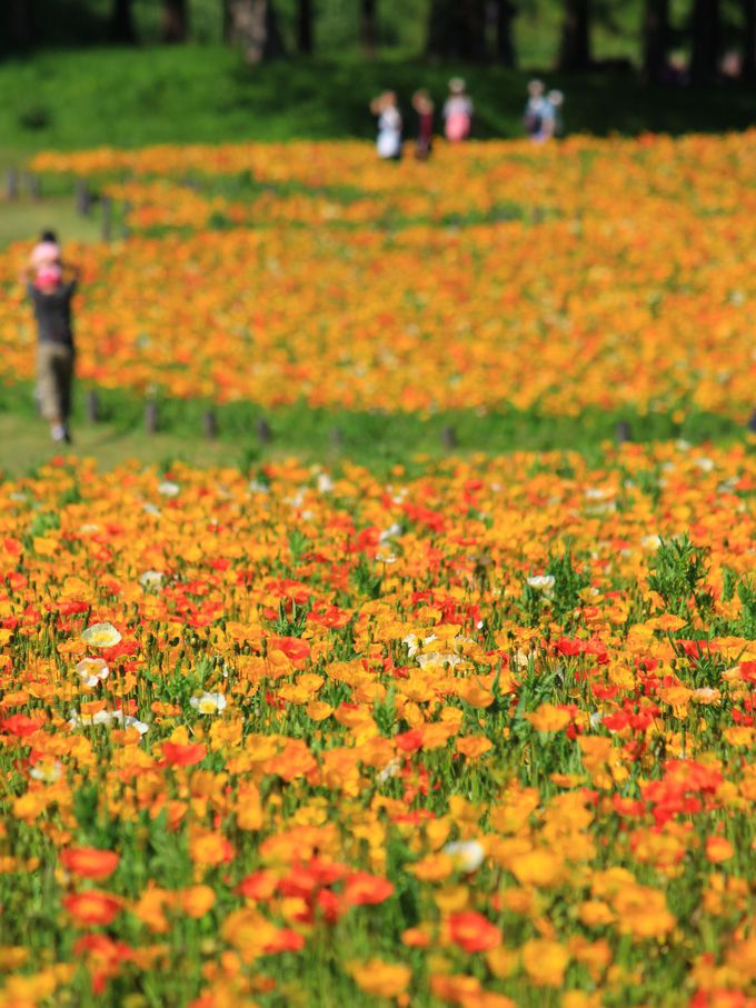 ltBƓɍ炭ACXh|s[̉Ԕ