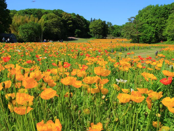 ltBƓɍ炭ACXh|s[̉Ԕ