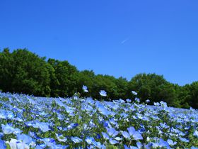 ʂ̃ltBȂIԂς̍cuːXьւ̋LTlC