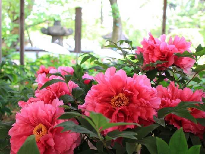 쓌Ƌ{ڂ񉑂ŒڂTĂ݂悤