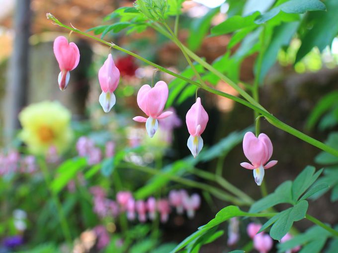 t̂ڂ񉑂Ŋyނ܂܂ȑ