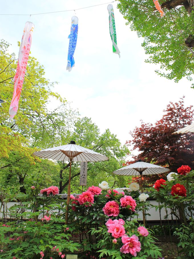 ̂ڂ{뉀Ƃڂ̉Ԃ̃R{