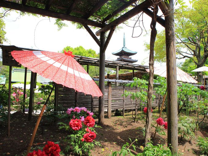 tHgWFjbNȂڂȂA쓌Ƌ{̂ڂ