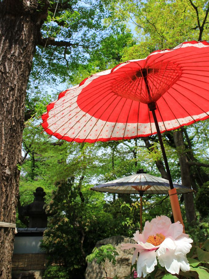 t̂ڂ񉑂Ŋyނ܂܂ȑ