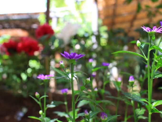 t̂ڂ񉑂Ŋyނ܂܂ȑ