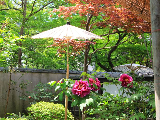 tHgWFjbNȂڂȂA쓌Ƌ{̂ڂ