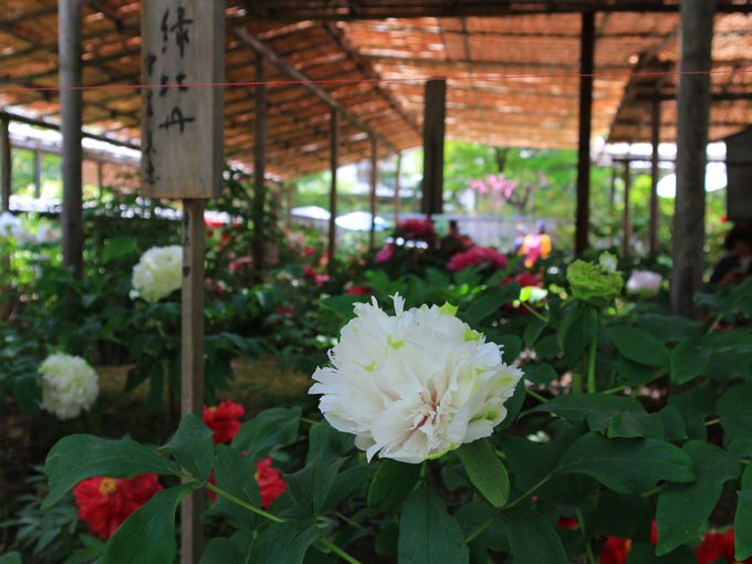 쓌Ƌ{ڂ񉑂ŒڂTĂ݂悤