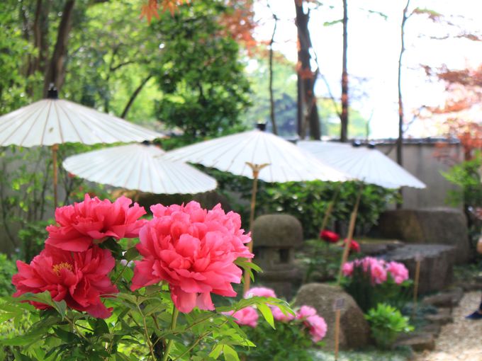 tHgWFjbNȂڂȂA쓌Ƌ{̂ڂ