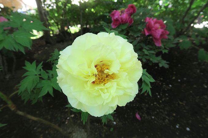 쓌Ƌ{ڂ񉑂ŒڂTĂ݂悤