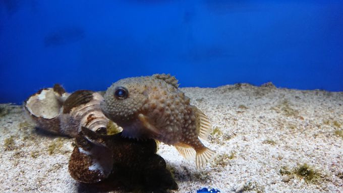 水族館のプール!?シースルー水槽？