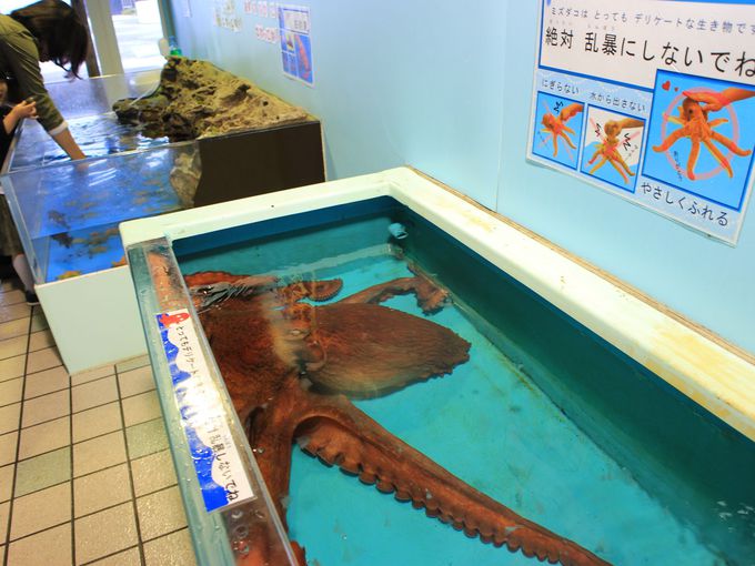 越前松島水族館ならエイやサメにタッチもできる