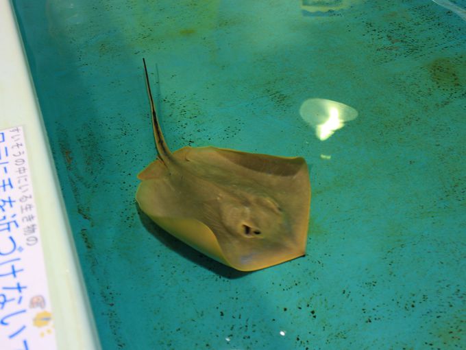 越前松島水族館ならエイやサメにタッチもできる