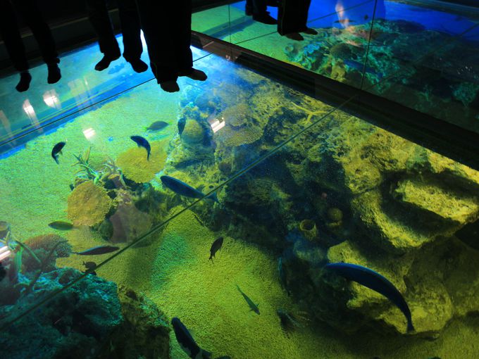 水族館のプール!?シースルー水槽？