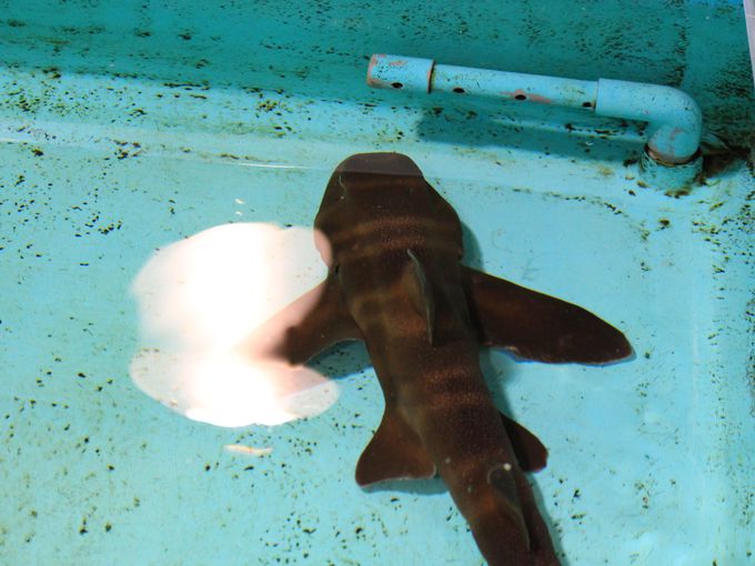 越前松島水族館ならエイやサメにタッチもできる