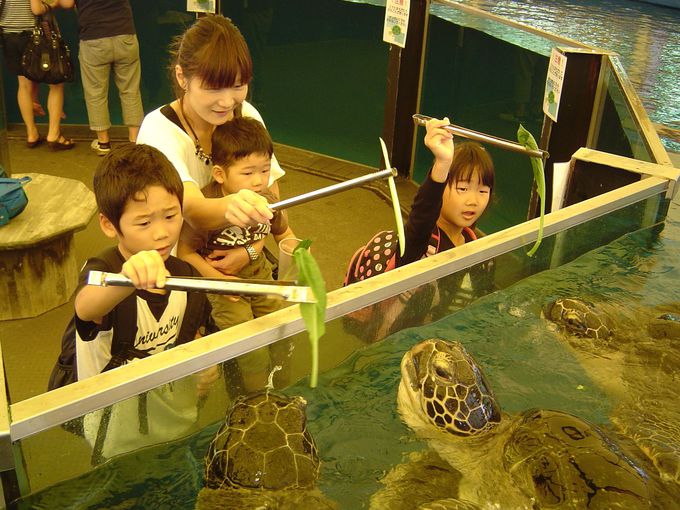 越前松島水族館の餌やりならここで