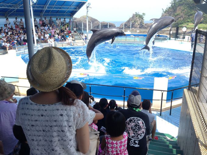 ペンギンと記念撮影！イルカとのふれあいも！