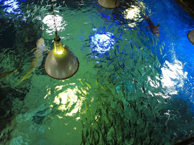 越前松島水族館の餌やりならここで