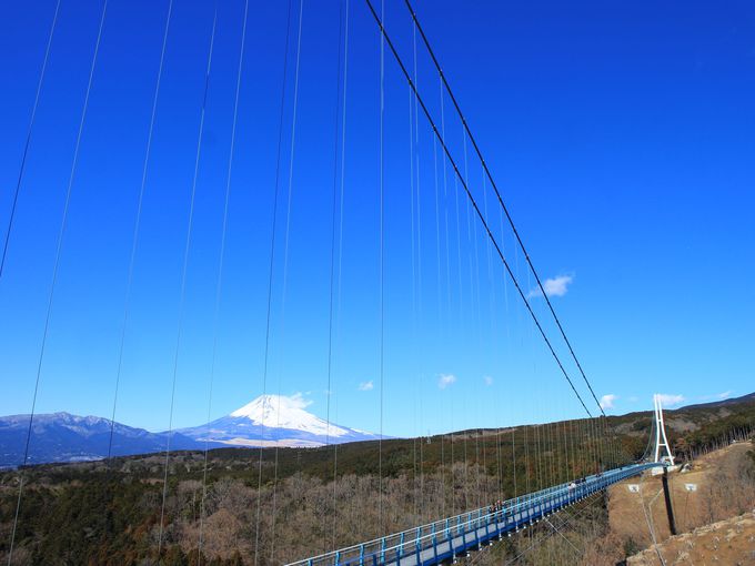 フォレストアドベンチャー 三島スカイウォークはジップライン 爽快絶景 静岡県 Lineトラベルjp 旅行ガイド