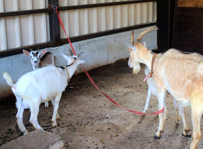 �O�����s���O���y���߂�ꗢ�썂���z�e���날��