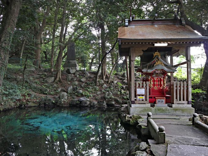 泉が森の美しい湧水