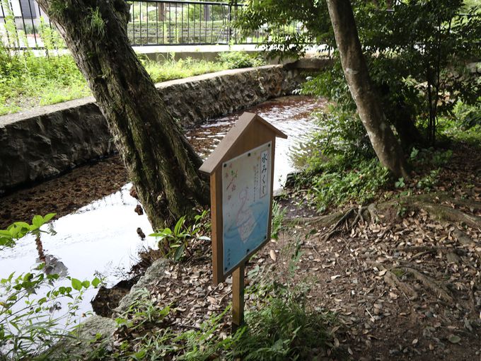 泉神社の水みくじで霊泉に触れて