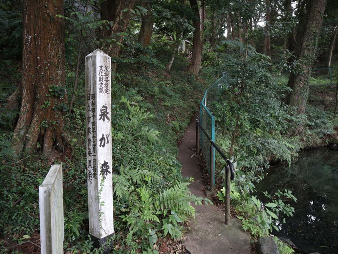 泉が森の美しい湧水