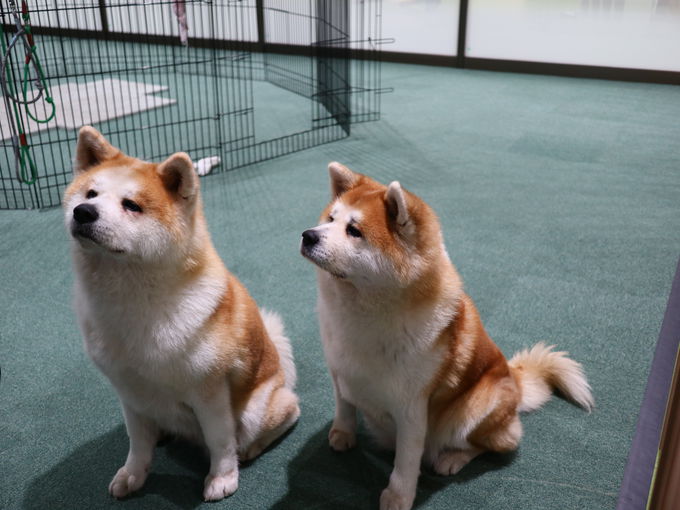 秋田犬の里 とにかく秋田犬が可愛い 大館駅前無料スポット 秋田県 トラベルjp 旅行ガイド