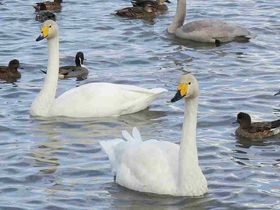 �����������������~���I�V���u�Z�΁v�G�T�����ʔ����̋L���T���l�C��