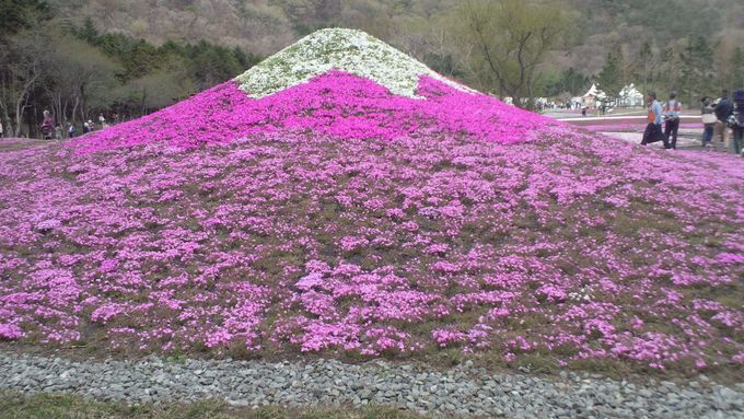 芝桜で作った富士山も全て手作業