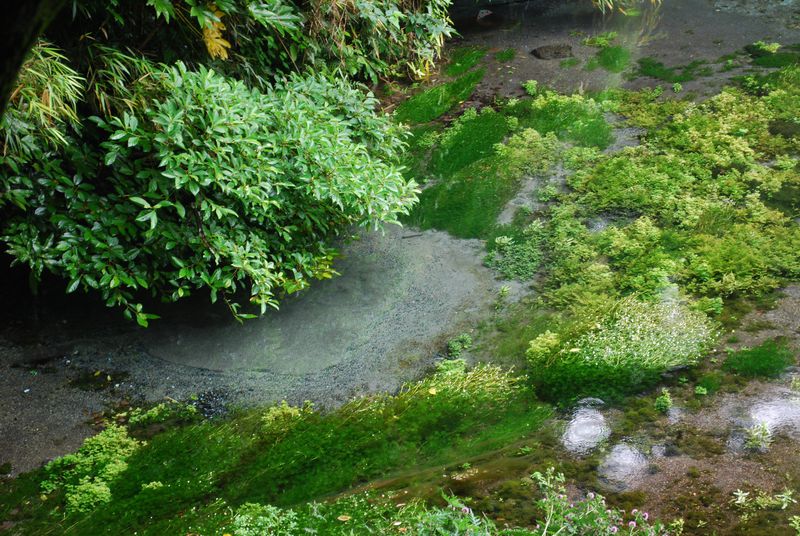 静岡県『柿田川湧水』で生命の源・水のパワーで運気ＵＰ！