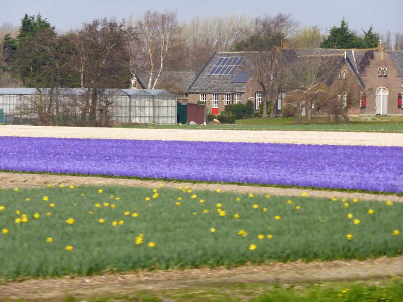 キューケンホフ公園までの道のりも春のオランダ旅の楽しみ