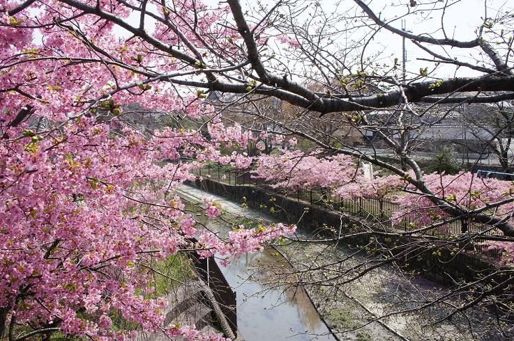 河津桜の開花時期は？