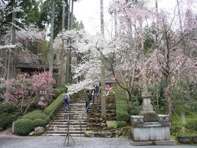 春こそ訪れたい！京都・大原は桜から期間限定のカフェまで魅力満載