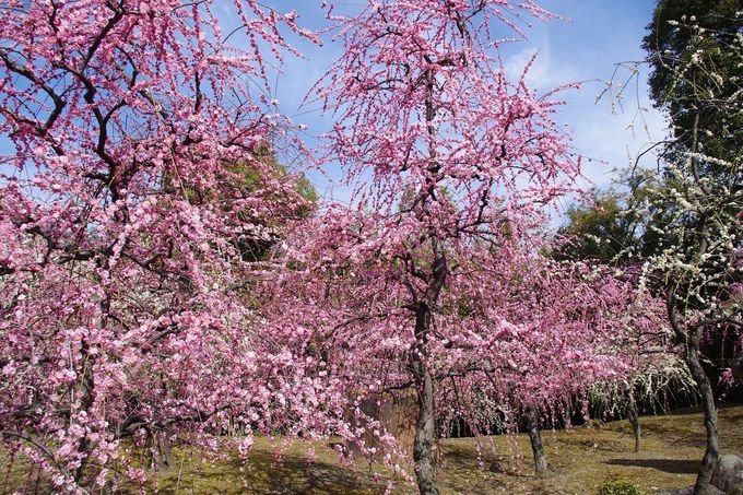 圧巻の枝垂れ梅で有名な京都 城南宮 は紅葉も見応え抜群 京都府 Lineトラベルjp 旅行ガイド